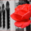 red rose,❤
