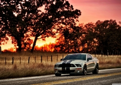 Ford Shelby HDR