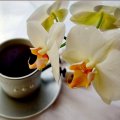Coffee and orchids