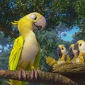 Yellow parrot family