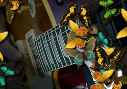 butterfly gibson