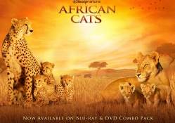 African_Cats
