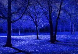 Blue Night Trees