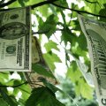 Money Growing On Trees