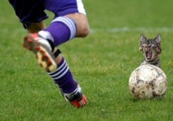 Soccerball Player And Cat