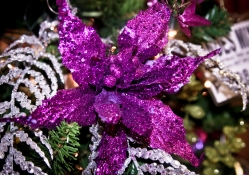 Purple glow for Christmas