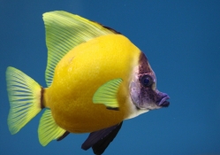Lemon fish