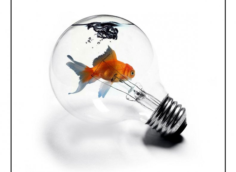 Goldfish in Lightbulb