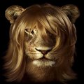 Lindsay lion