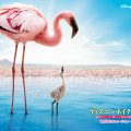 disney nature flaminggo duck little sky animal birds