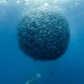 Planet Fishball