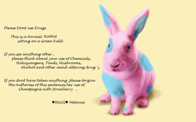 The dont use Drugs rabbit 