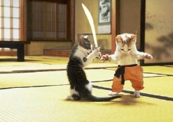 Ninja Kitties