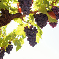 Grapes_Tree.jpg