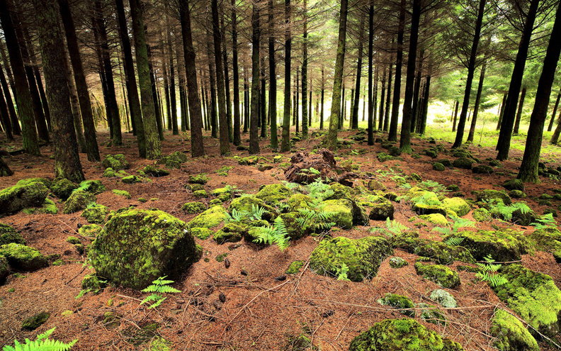 Mossy Forest.jpg