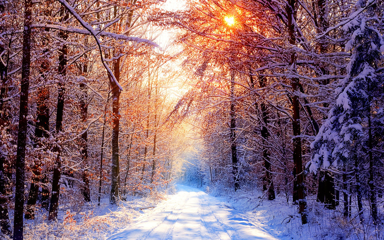 Snowy_Forest_Road.jpg