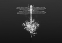 Dragonfly Vector