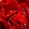 love is like a red rose