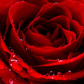 red love rose