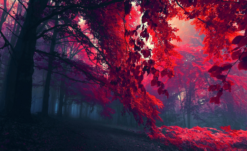 red autumn 3