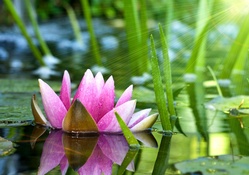 Lotus in Pink HD