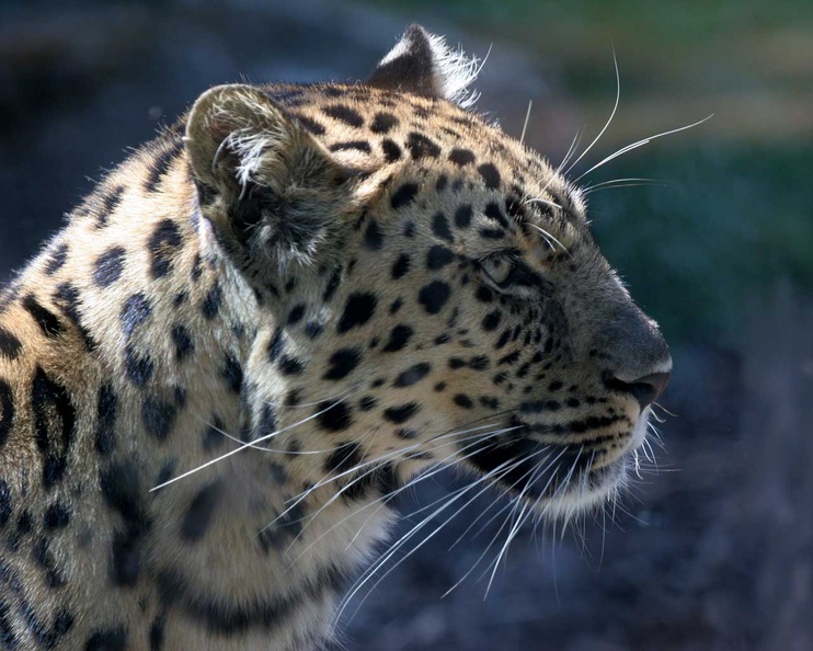 Leopard_Head.jpg