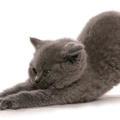 Kitten Stretch