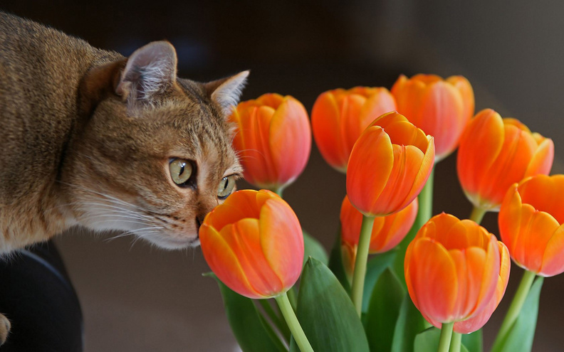 Cat_Tulips.jpg