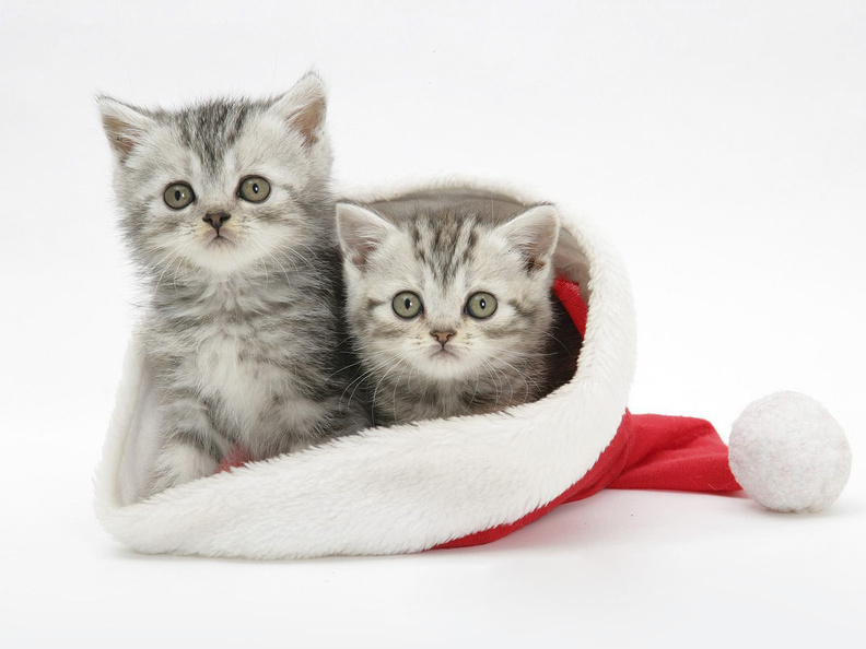 Two_Cats_In_Santa_Hat.jpg