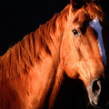 Horse In Shado