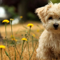 Cute Little Dog