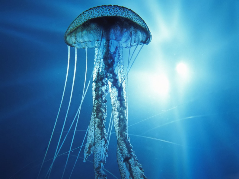 Jellyfish_In_Ocean.jpg