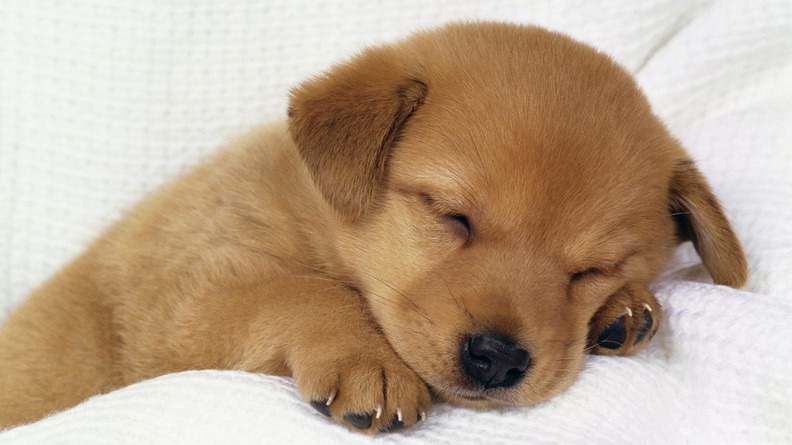 Sleeping_Pupp.jpg
