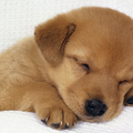 Sleeping Pupp