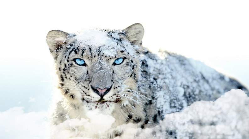 Snow_Leopard_Blue_Eye.jpg