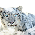 Snow Leopard Blue Eye