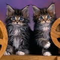 Maine Coon Kittens