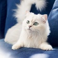 White Furry Kitten