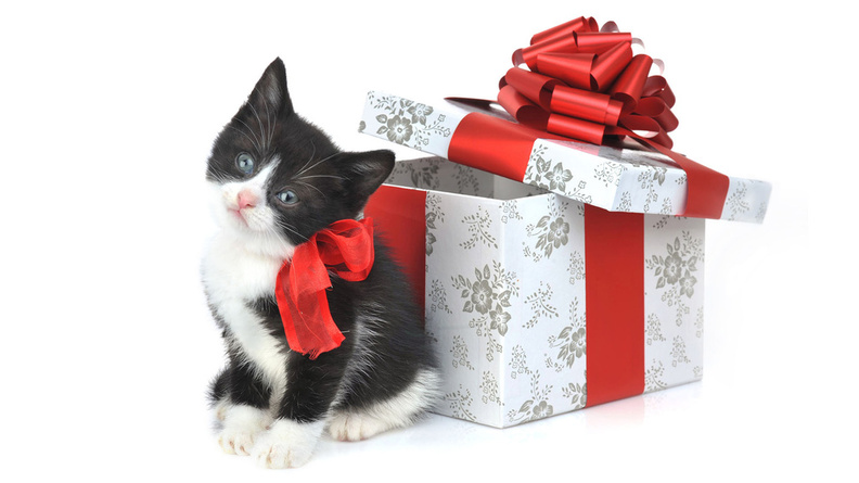 Sweet_Kitty_As_A_Gift.jpg