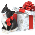Sweet Kitty As A Gift