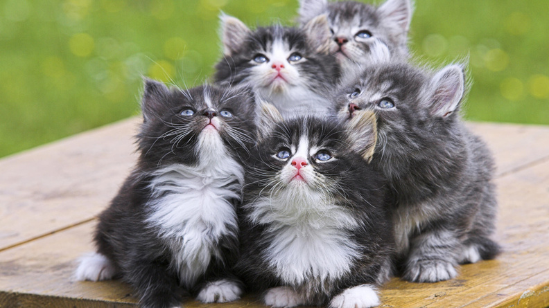 Persian_Cats.jpg