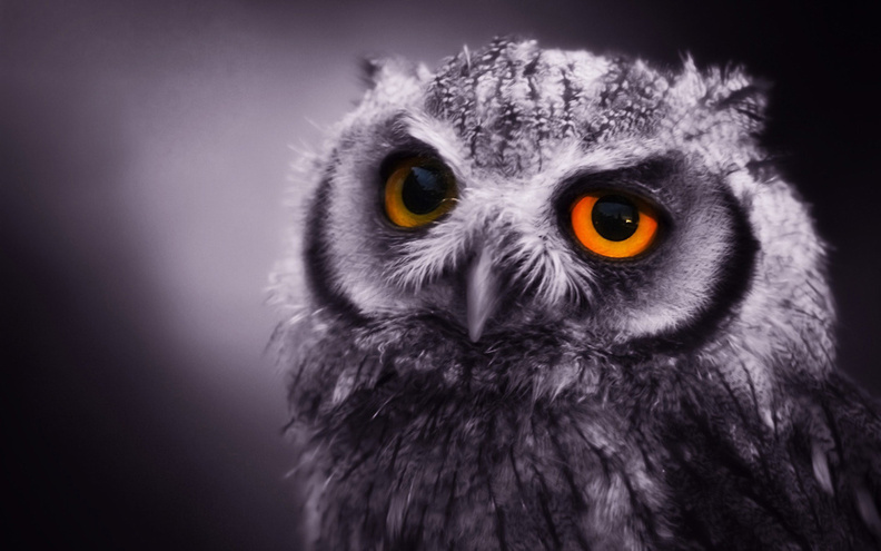 Owl_In_The_Dark.jpg