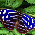 Blue Butterfl
