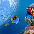 Fishes And Corals