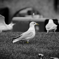 Family Of Gulls
