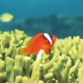 Fish In The Corals