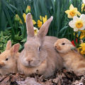 Three Rabbit