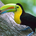 Toucan Panama