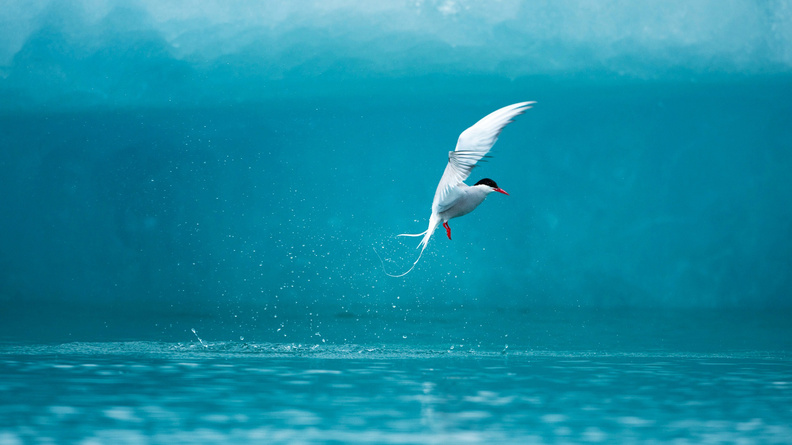 Arctic_Tern.jpg