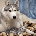 Sweet Dog And Cat